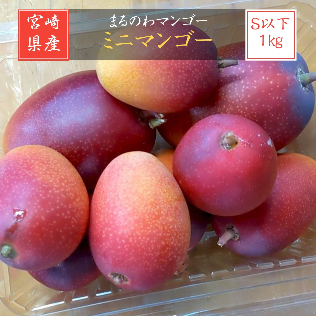 宮古島産 ミニマンゴー秀品 約1.5kg 発送時期6月下旬〜7月中旬