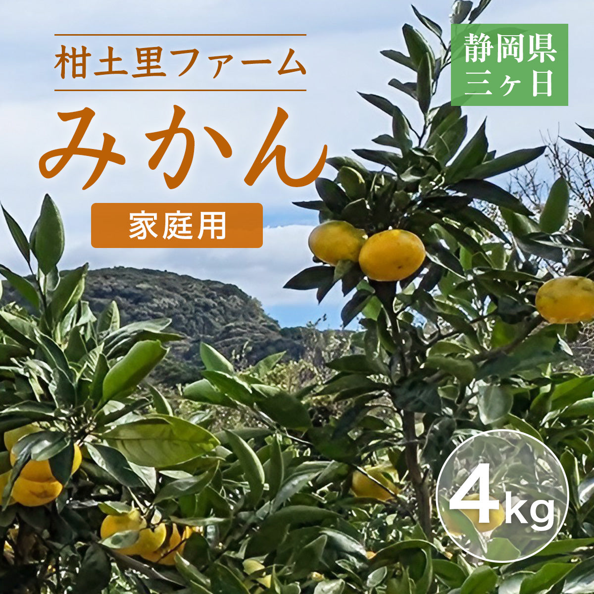 みかん 【柑土里ファーム】 三ヶ日みかん 4㎏ 家庭用 糖度12度前後