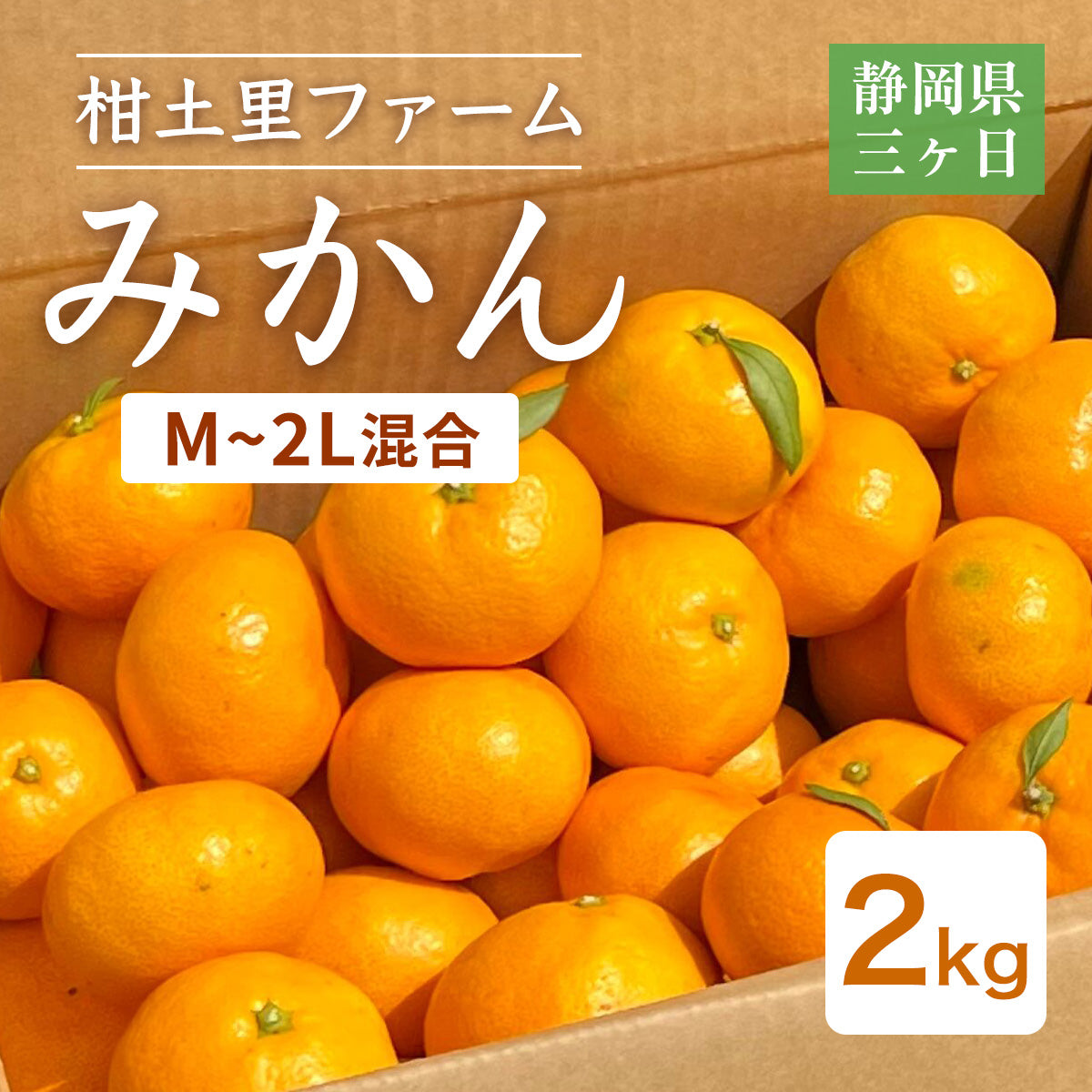 みかん 【柑土里ファーム】 三ヶ日みかん 青島 2㎏ M~2L混合 糖度12度