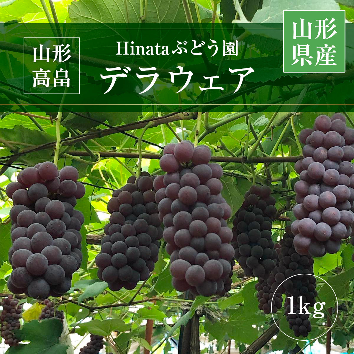 送料無料の商品 hinata_grape_1kg_01.jpg?v= ワイン