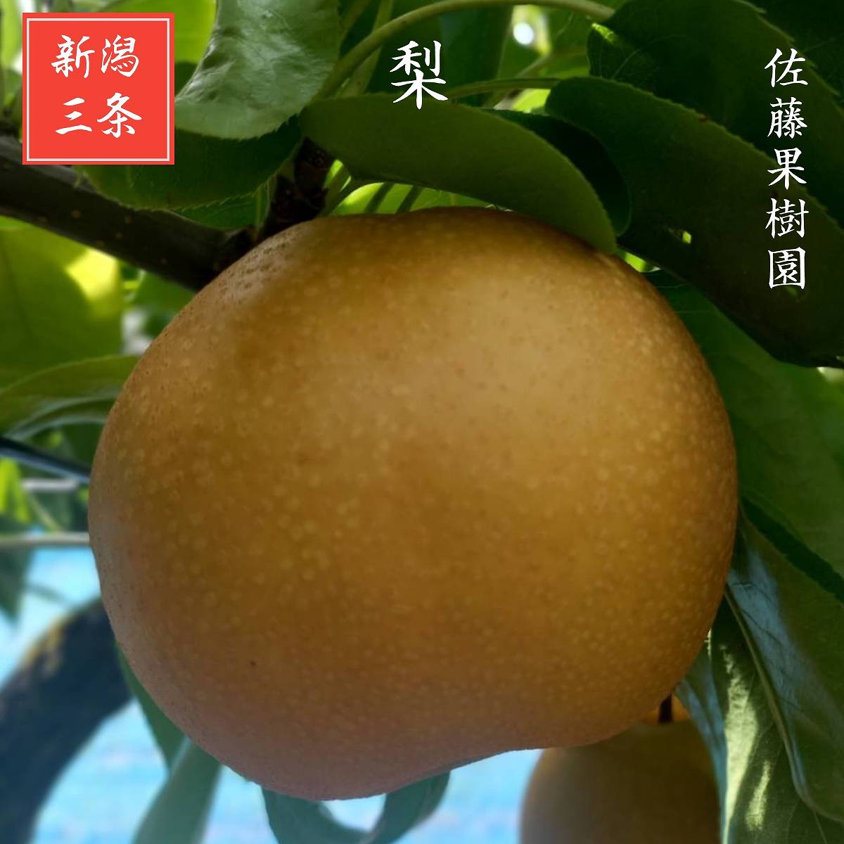 がちょりーぬ　和田果樹園の果物　10kg 和田果樹園