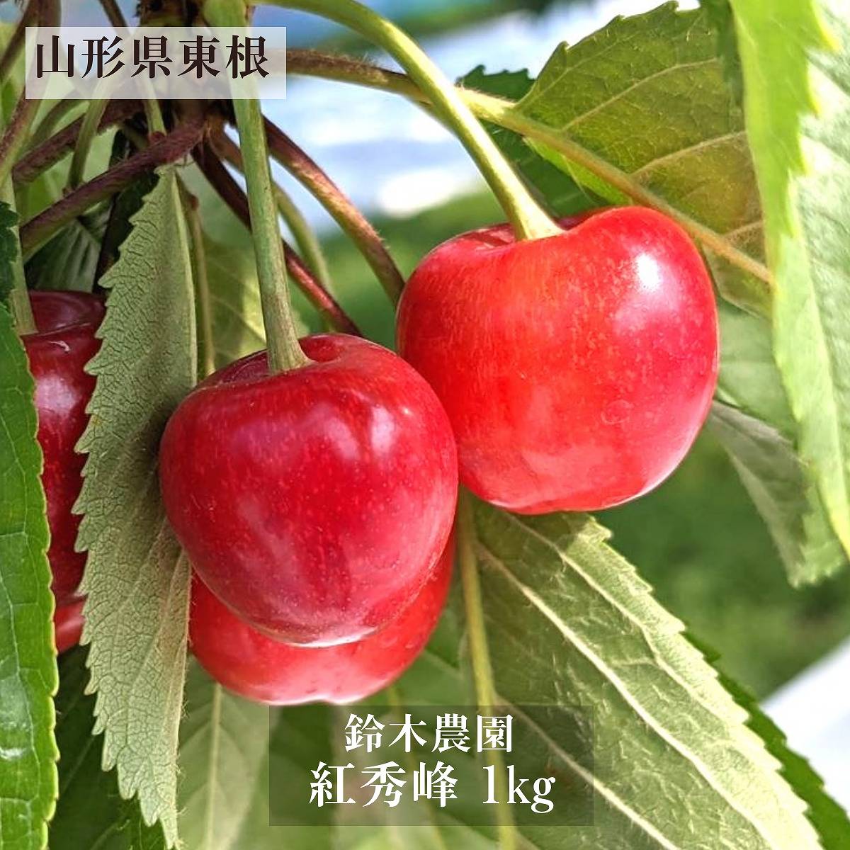 さくらんぼ 【鈴木農園】 紅秀峰 1kg L～2L 贈答 山形県東根市 お中元