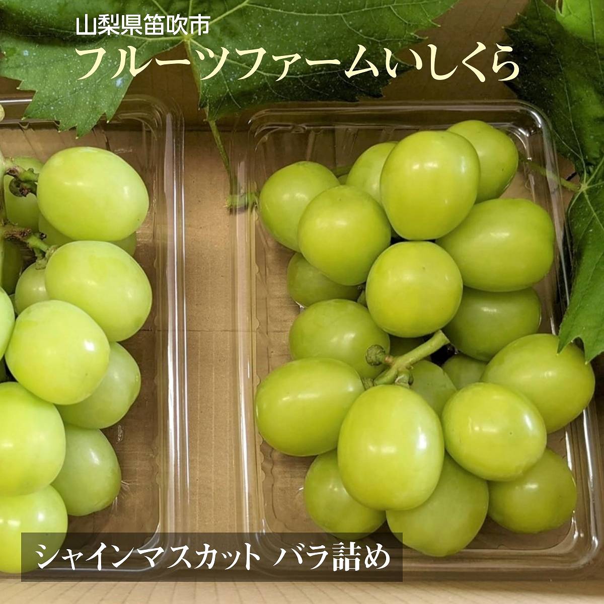 ぶどう 【ﾌﾙｰﾂﾌｧｰﾑいしくら】 葡萄 シャインマスカット 1kg バラ 500gパック×２ 高糖度 山梨県 ご家庭用 《8月10日頃～ –  にこやか産直アーケード