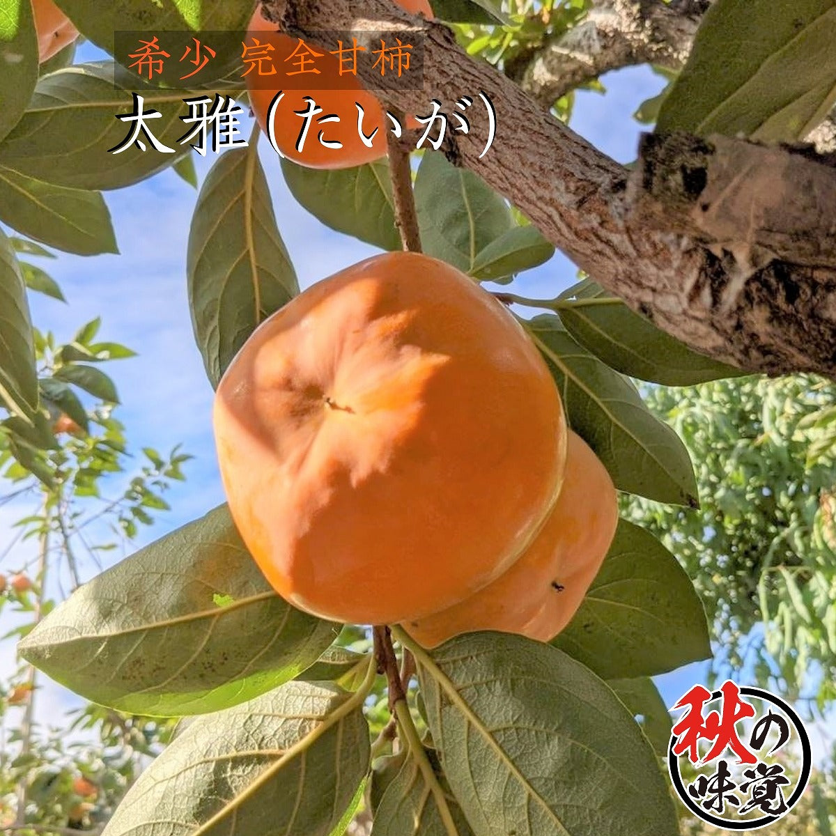 柿 甘柿 【フルーツファームいしくら】 高級 希少 太雅 たいが