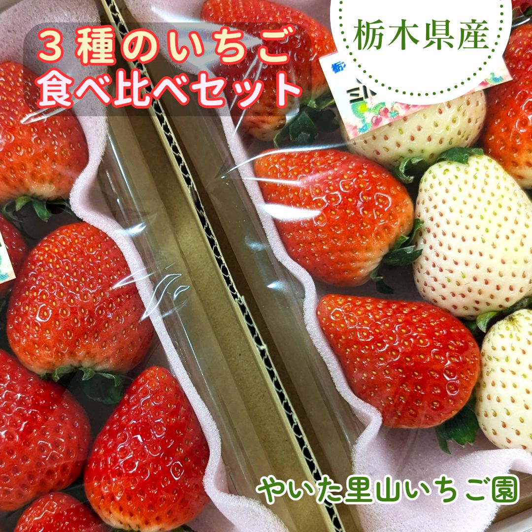 いちご 【やいた里山いちご園】苺 食べ比べ やよいひめ ミルキーベリー