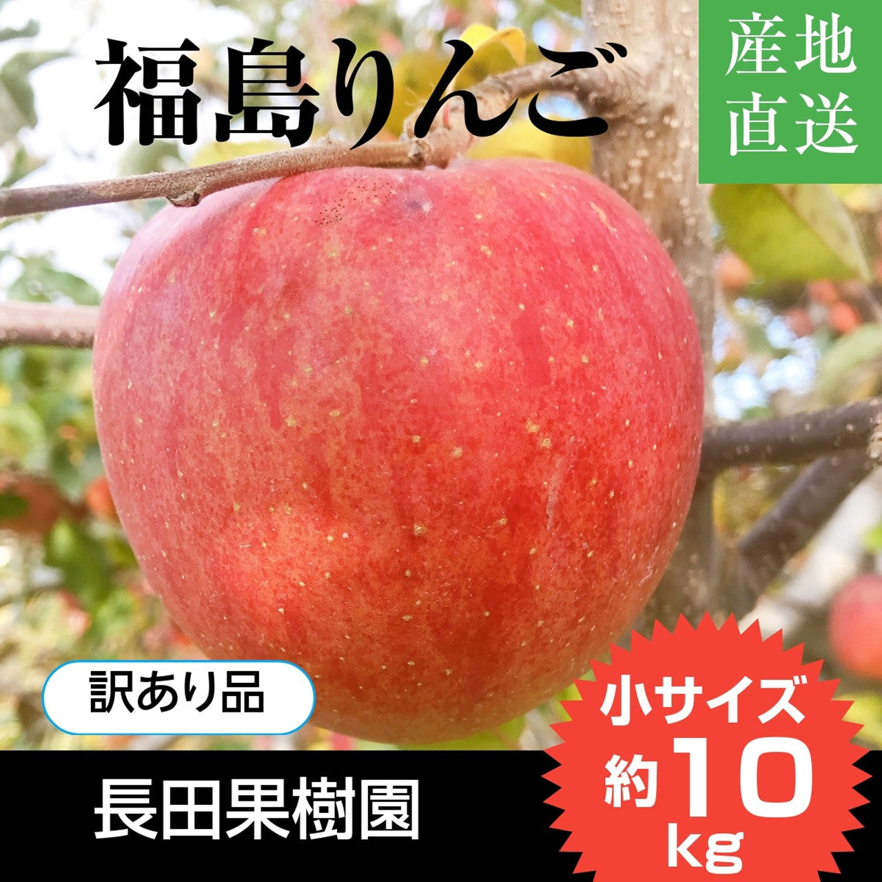 りんご 【長田果樹園 】サンふじ 小玉 ミニ 訳あり 家庭用 10kg 46個