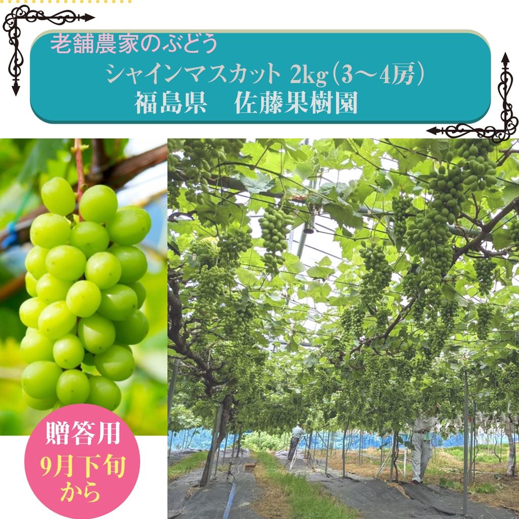 シャインマスカット2kg以上 3～4房 種なしぶどう 贈答用 福島県 – にこやか産直アーケード