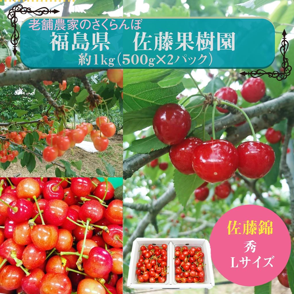 さくらんぼ 【佐藤果樹園】 佐藤錦 1kg 秀 L 《6/中旬～6/下旬の出荷