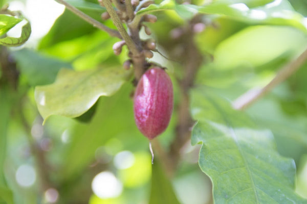 1243107_s_600x600_crop_center.