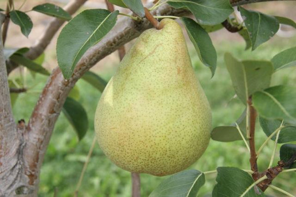 洋ナシ（西洋梨）(pear)の特徴・旬の時期・産地・品種、栄養素、保存方法、選び方、切り方