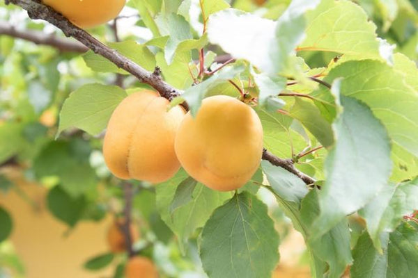 杏子の特徴・保存方法等