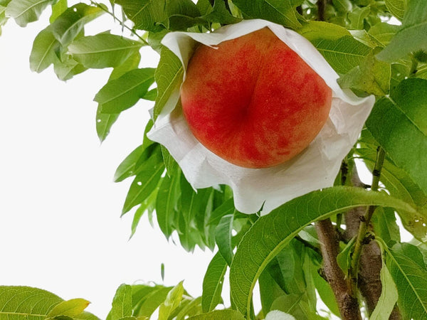 遠藤農園さん　桃の写真を撮りに訪問！