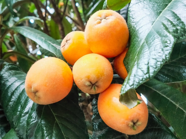 22648225_s_600x600_crop_center