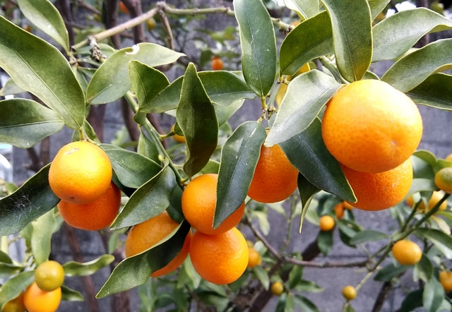 キンカン等香味柑橘