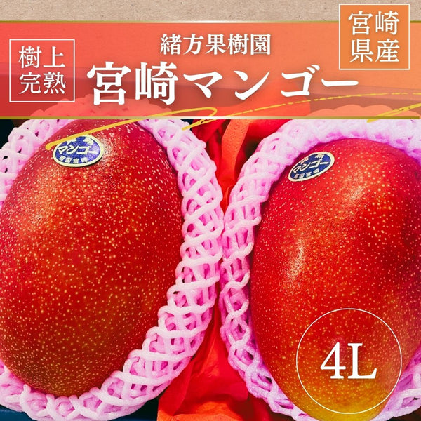 マンゴー 【緒方果樹園】 完熟マンゴー 4L 2個 1㎏ 贈答用 宮崎 マンゴー 【緒方果樹園】 完熟マンゴー 4L 2個 1㎏ 贈答用 宮崎