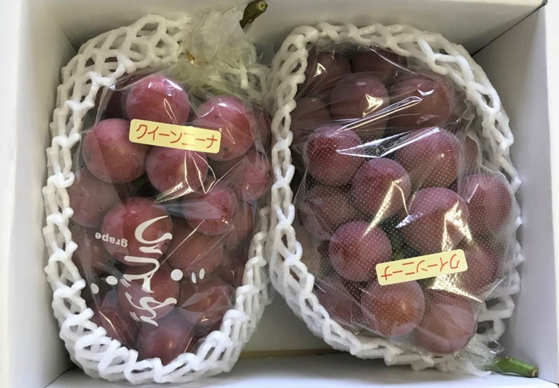 ぶどう 【ﾌﾙｰﾂﾌｧｰﾑいしくら】 葡萄 クイーンニーナ 2房 1.4kg 高糖度 山梨県 贈答  プレゼント 《8/17日頃～8/下旬より出荷》