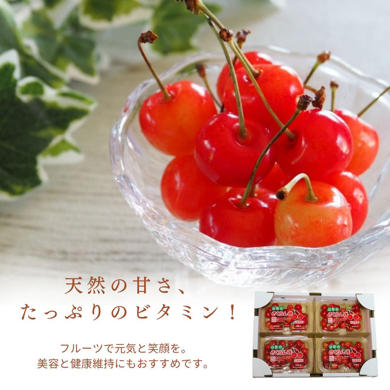 さくらんぼ 【フルーツ彩】 佐藤錦 200g×4P 800g ML 山形県上山市  《6/中旬～6/下旬の出荷》