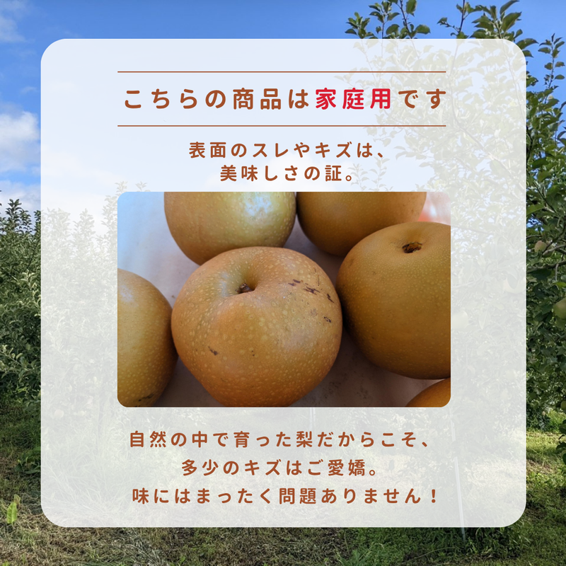 梨 【箭内厳雄果樹園】 家庭用 1種 5kg 8～11個 福島県須賀川市《11/上旬～11/中旬より出荷》