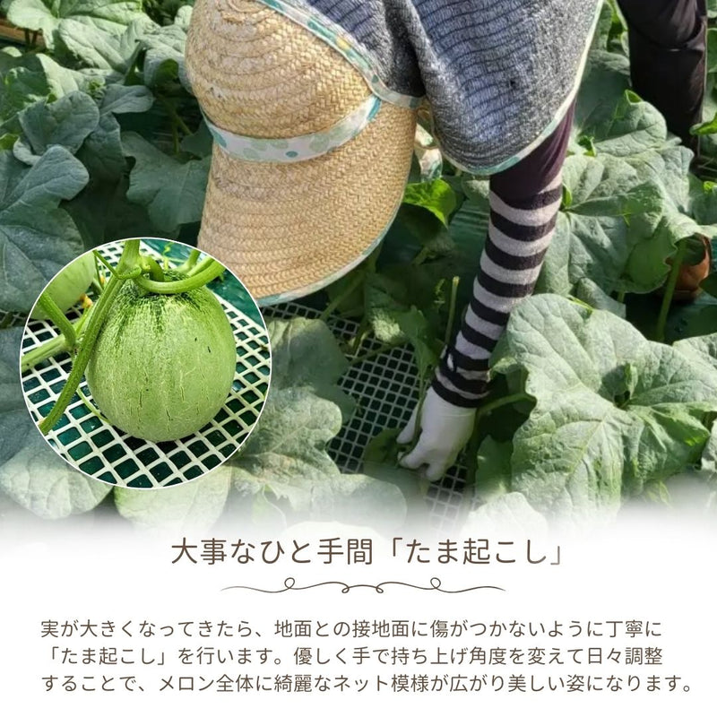 メロン 【メロン農家の根崎】 イバラキング 2玉 3.2kg 贈答用 2024年 イバラキング品評会1位 茨城県鉾田市 《6/上旬～6/中旬より出荷》