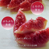 いちじく 【ファームさとう】 贈答用 品種おまかせ 12～13個 1㎏ 千葉県香取市 《8/上旬～8/下旬より出荷》