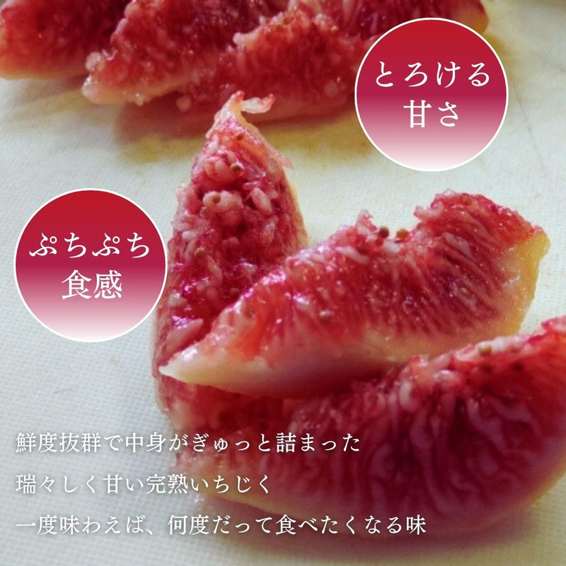 いちじく 【ファームさとう】 贈答用 品種おまかせ 12～13個 1㎏ 千葉県香取市 《8/上旬～8/下旬より出荷》