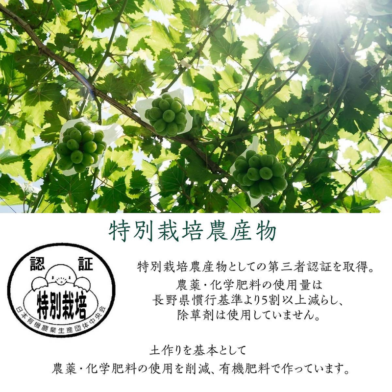 ぶどう 【境果樹園】 富士の輝き シャインマスカット 1房ずつ 約1kg 長野県須坂市 《10/上旬～10/中旬より出荷》