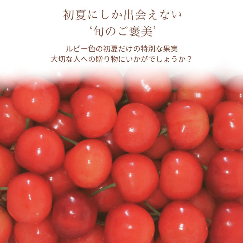 さくらんぼ 【フルーツ彩】 佐藤錦 200g×4P 800g ML 山形県上山市  《6/中旬～6/下旬の出荷》
