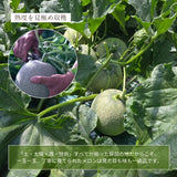 メロン 【メロン農家の根崎】 イバラキング 2玉 3.2kg 贈答用 2024年 イバラキング品評会1位 茨城県鉾田市 《6/上旬～6/中旬より出荷》