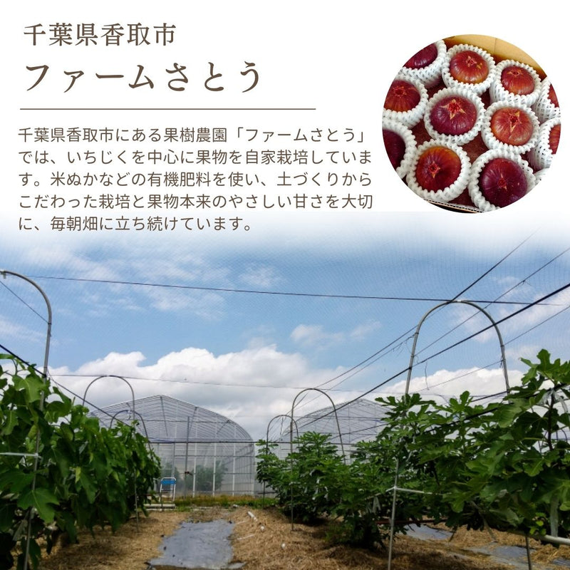 いちじく 【ファームさとう】 贈答用 品種おまかせ 12～13個 1㎏ 千葉県香取市 《8/上旬～8/下旬より出荷》