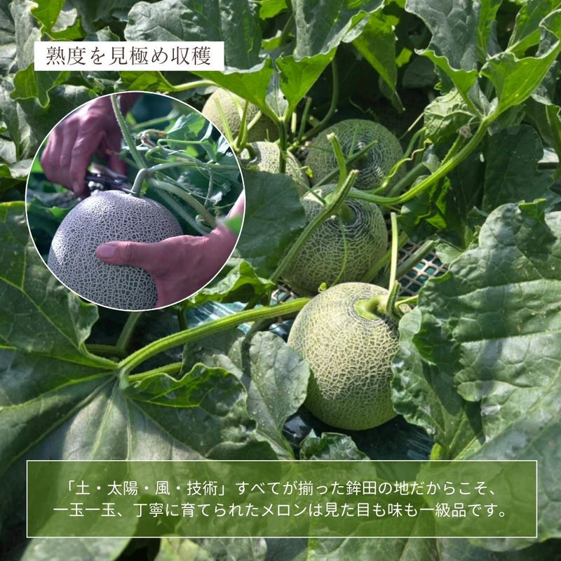 メロン 【メロン農家の根崎】 イバラキング 1玉 1.6kg 贈答用  2024年 イバラキング品評会1位 茨城県鉾田市 《6/上旬～6/中旬より出荷》
