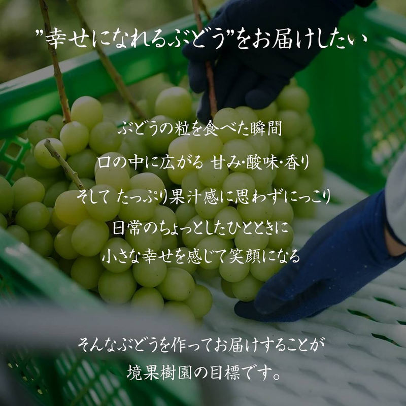 ぶどう 【境果樹園】 富士の輝き シャインマスカット 1房ずつ 約1kg 長野県須坂市 《10/上旬～10/中旬より出荷》