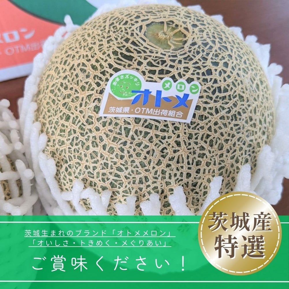 メロンさん専用 Amazon.co.jp: [亀じるし 公式] 茨城メロンサイダー（240ml×20