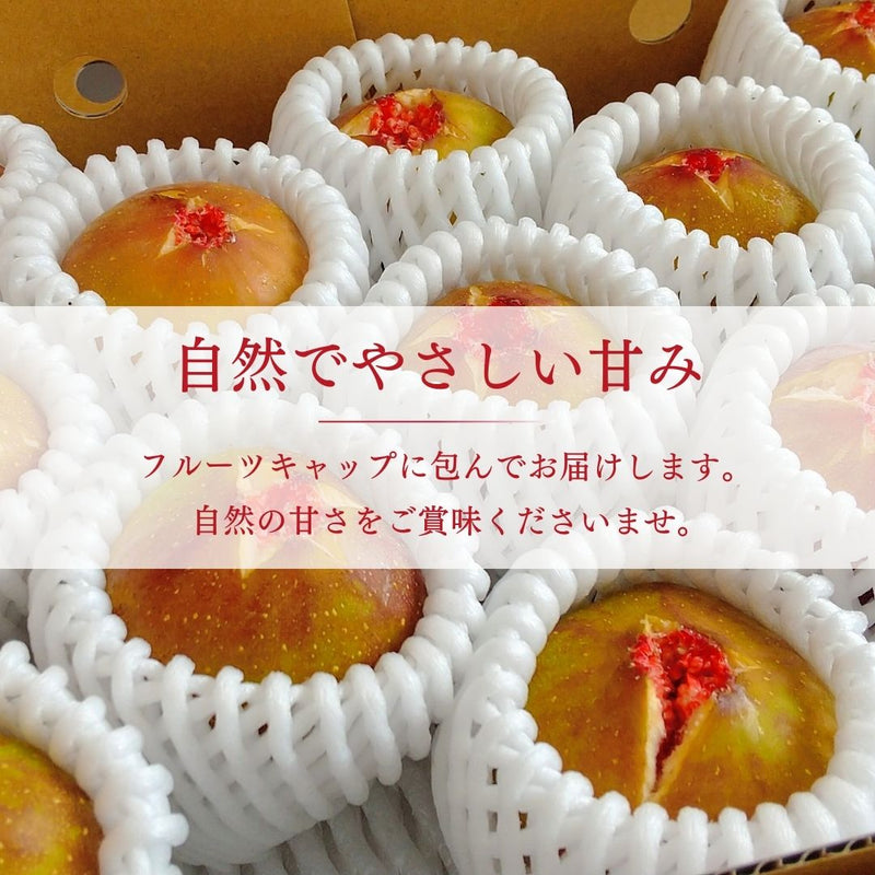 いちじく 【ファームさとう】 贈答用 品種おまかせ 12～13個 1㎏ 千葉県香取市 《8/上旬～8/下旬より出荷》