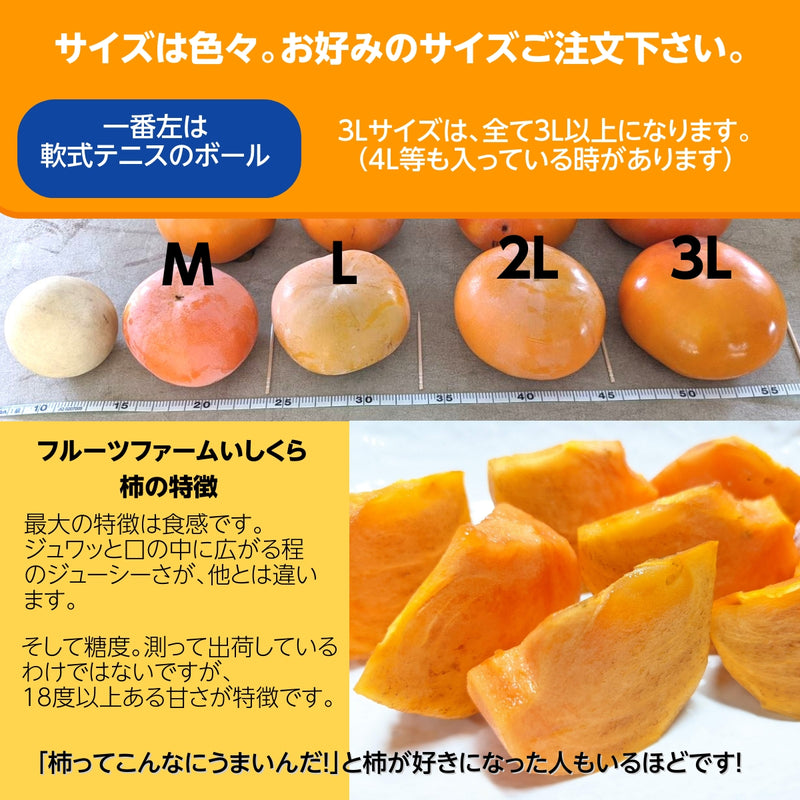 柿 甘柿 【フルーツファームいしくら】 富有柿等 皇室献上の味 広瀬の柿 1.5kg  L 7個 山梨県笛吹市 種なし かき《10/下旬～11/上旬の出荷》