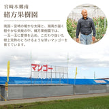 マンゴー 【緒方果樹園】 完熟マンゴー 特大 5～6L 1個 600g以上 贈答用 宮崎県宮崎市 《6/上～6/下の出荷》