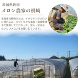 メロン 【メロン農家の根崎】 イバラキング 2玉 3.2kg 贈答用 2024年 イバラキング品評会1位 茨城県鉾田市 《6/上旬～6/中旬より出荷》
