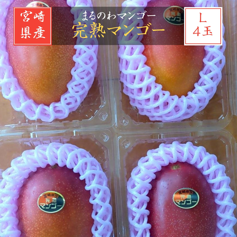 マンゴー 【まるのわマンゴー】 完熟マンゴー L 4個 宮崎県宮崎市 《5/上～5/中の出荷》