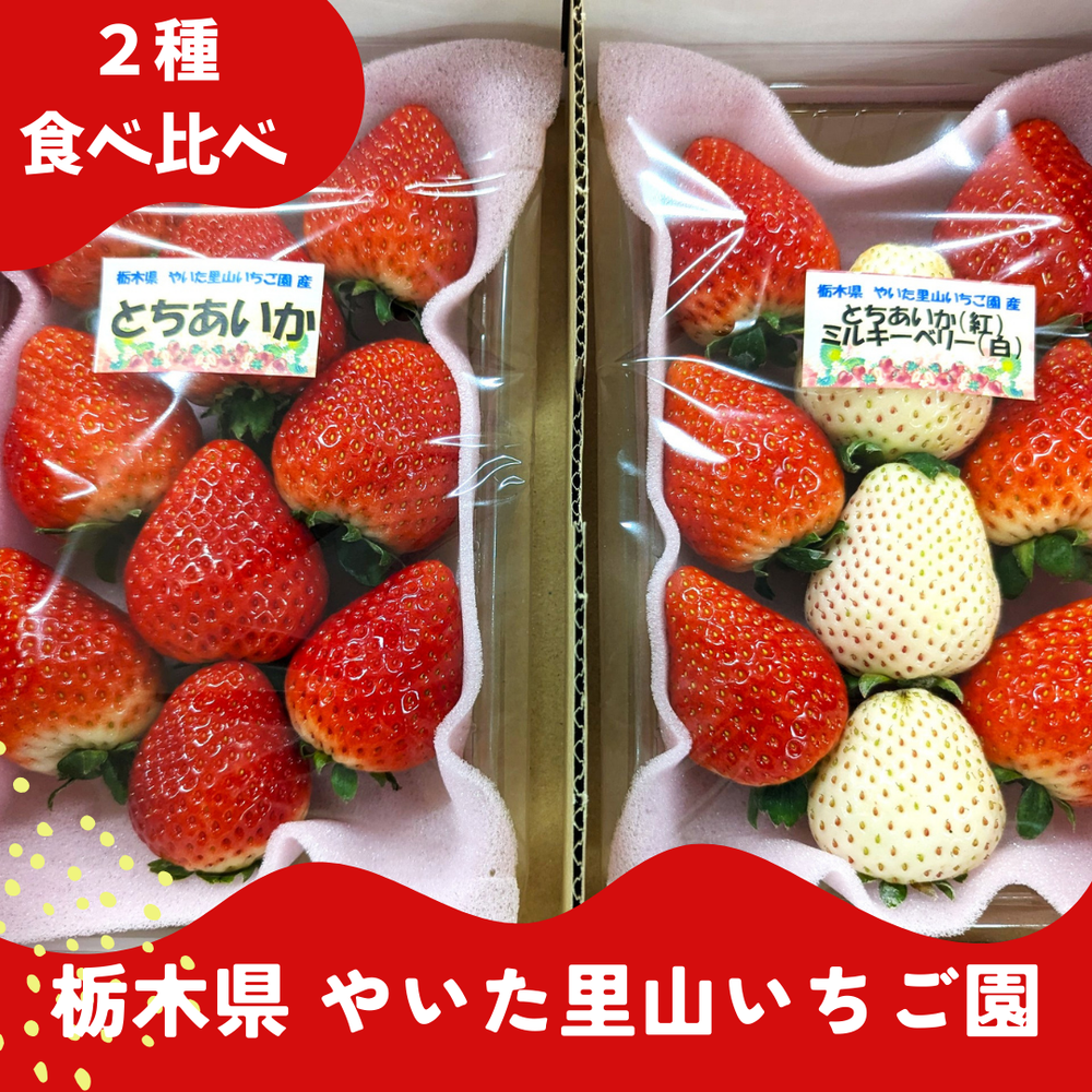 いちご 【やいた里山いちご園】苺 紅白 とちあいか2パック ミルキー いちご 【やいた里山いちご園】苺 紅白 とちあいか2パック ミルキー