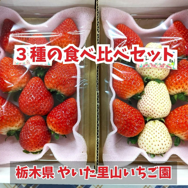 いちご 【やいた里山いちご園】苺 紅白 とちあいか ミルキーベリー