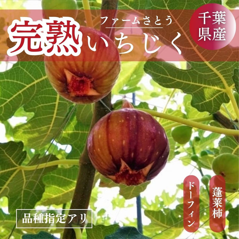 いちじく 【ファームさとう】 贈答用 品種おまかせ 12～13個 1㎏ 千葉県香取市 《8/上旬～8/下旬より出荷》