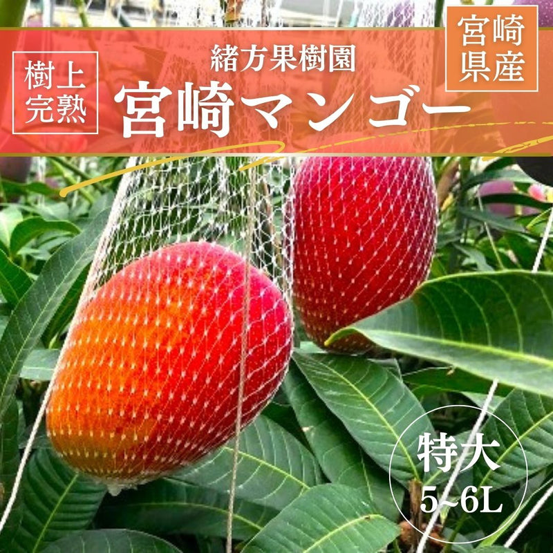 宮崎県産摘果マンゴー 10kg ①