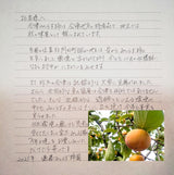 柿 【遠藤みしらず柿園】 みしらず柿 （ 身不知柿 ） 2.5kg 2L 10個 福島県会津 《11/末～12/上旬より出荷》