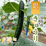 キュウリ 【エムズアグリ】業務用 訳あり きゅうり 約15㎏ 福島県須賀川市