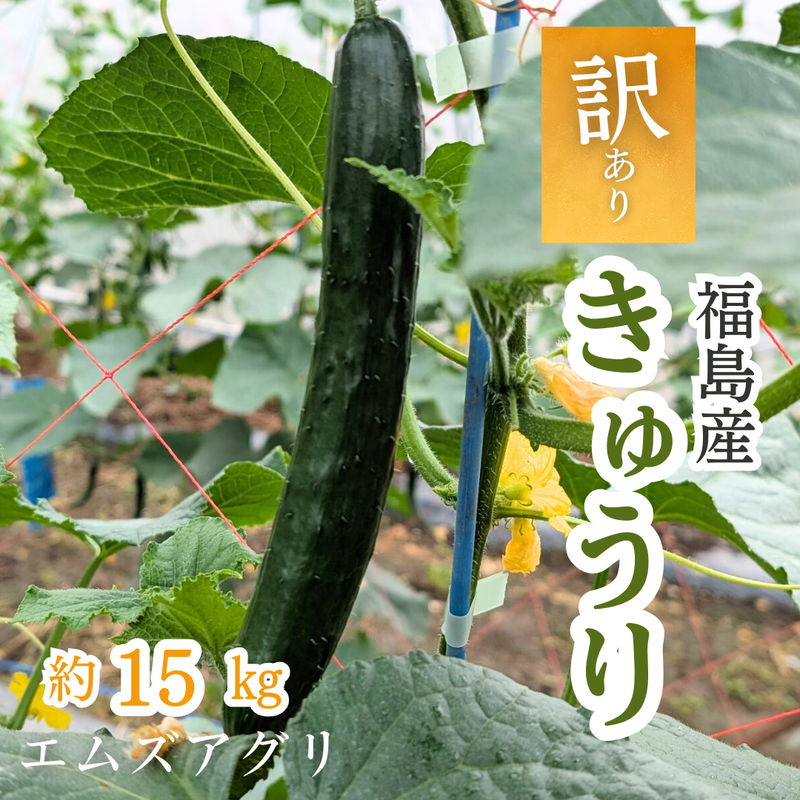 キュウリ 【エムズアグリ】業務用 訳あり きゅうり 約15㎏ 福島県須賀川市