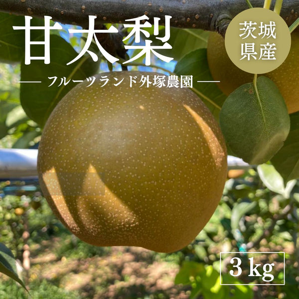 梨 【 フルーツランド外塚農園 】 甘太 3kg  5～6個 贈答用 茨城県かすみがうら市《9/下旬～10/上旬の出荷》