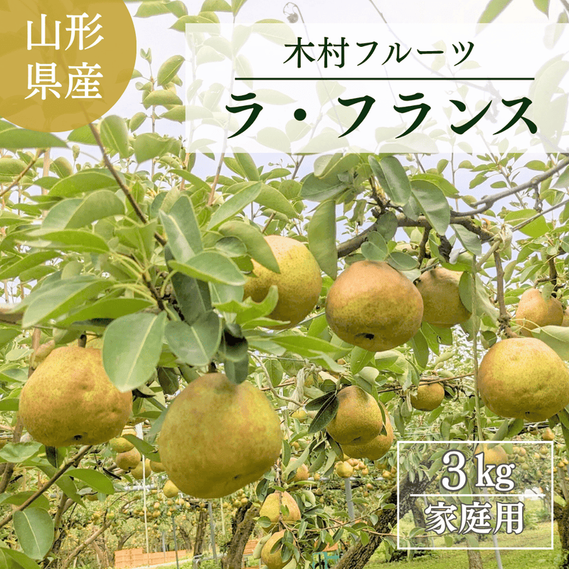 洋梨 【木村フルーツ】 洋なし ラ・フランス 家庭用 訳あり 約3kg 山形県上山市 ラフランス《11/中旬～11/下旬より出荷》