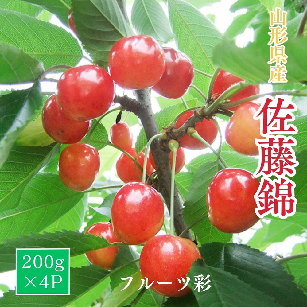 さくらんぼ 【フルーツ彩】 佐藤錦 200g×4P 800g ML 山形県上山市 《6