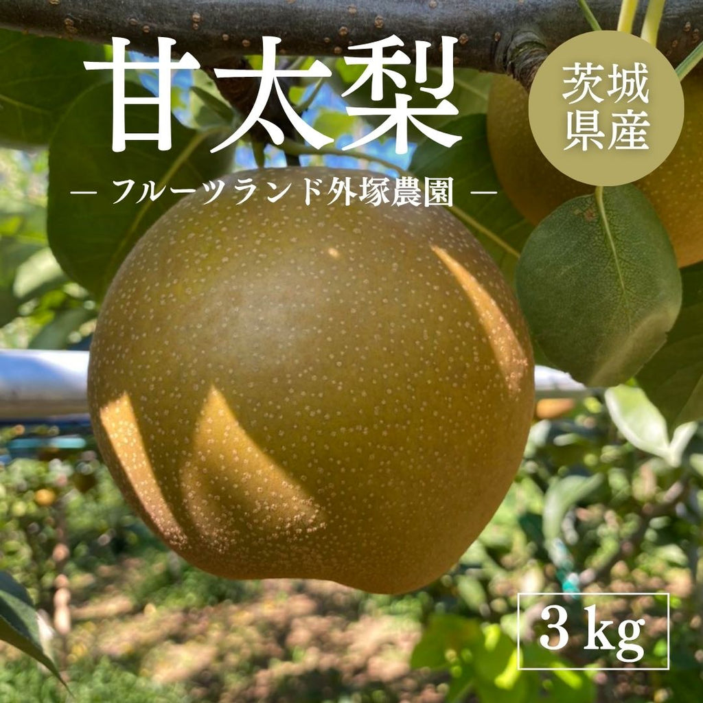 梨 【 フルーツランド外塚農園 】 甘太 3kg 5～6個 贈答用 茨城県