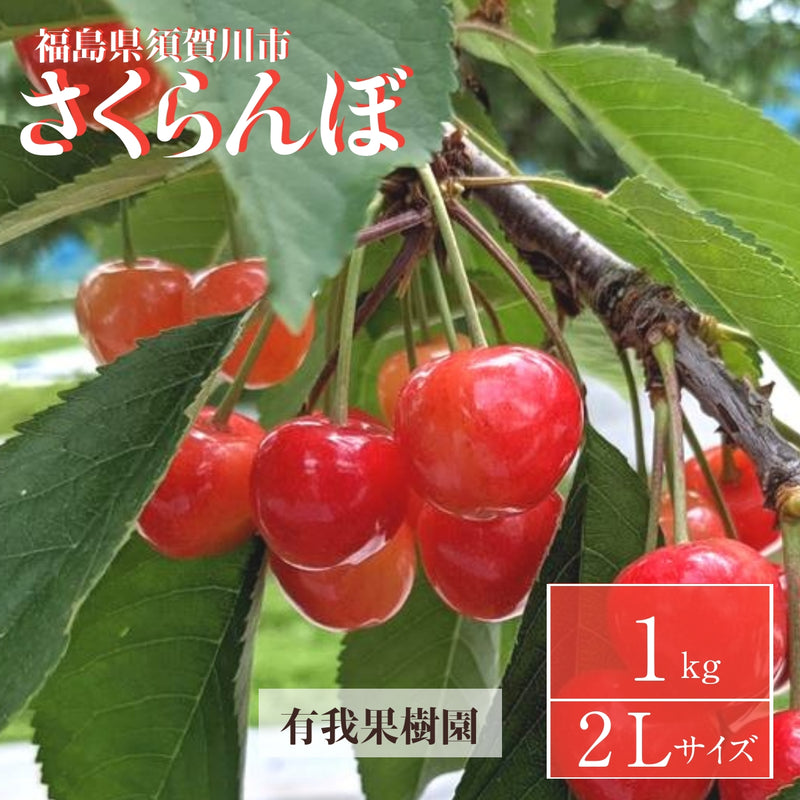 さくらんぼ 【有我果樹園】 佐藤錦 紅秀峰 紅てまり どれか1品種 1kg 2L 贈答用 福島県須賀川市 《6/中旬～6/下旬の出荷》