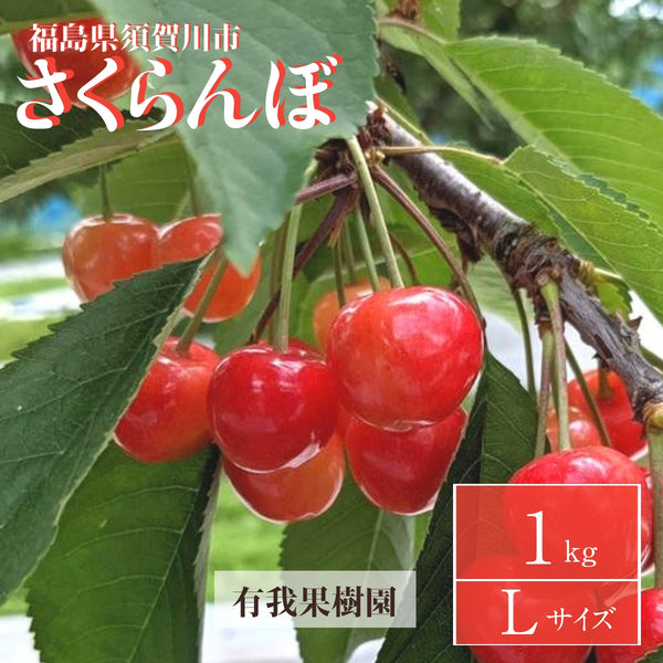 さくらんぼ 【有我果樹園】 佐藤錦 紅秀峰 紅てまり どれか1品種